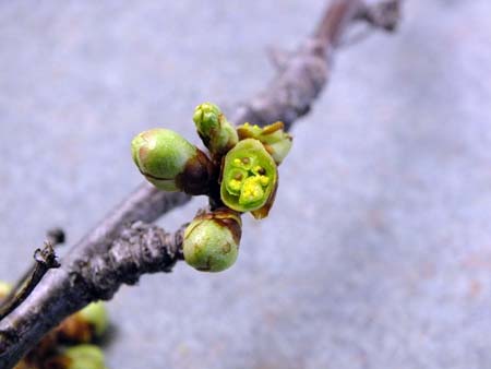 Tart cherry in cluster