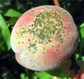 Peach scab (Cladosporium carpophilum) on peach fruit.