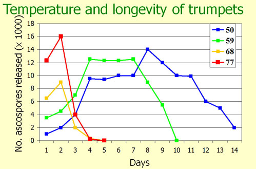 Trumpetgraph.