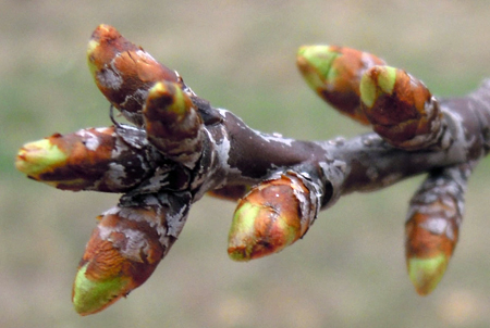 Montmorency tart cherry buds at green tip.