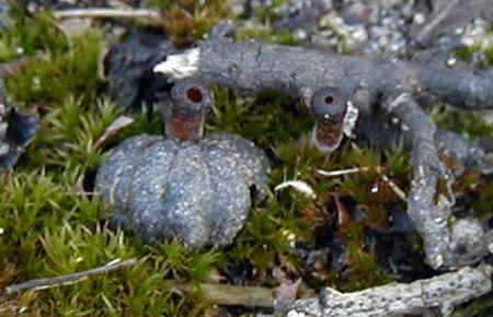 Mummy berry mushroom (apothecia) emerging from a mummy.