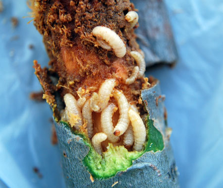 White pine weevil larvae