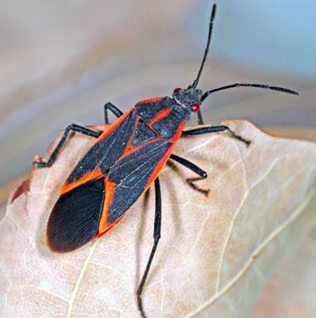 Adult boxelder bug