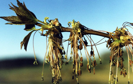 Boxelder tree flowers