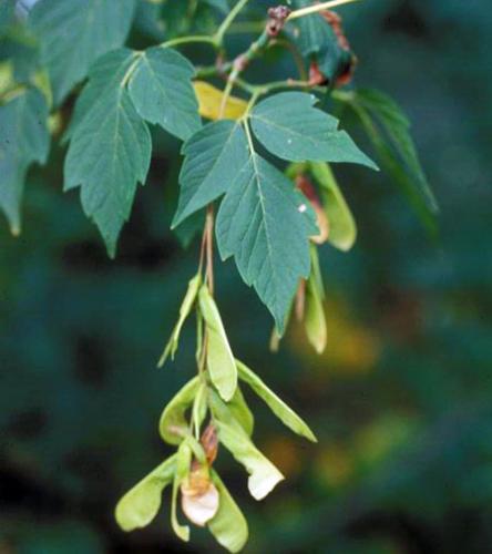 Boxelder tree leaves and seeds