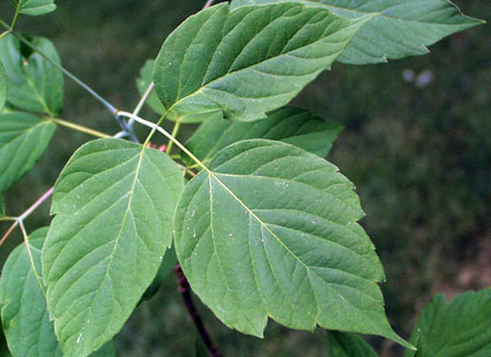 Boxelder tree leaves