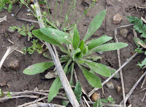 Horseweed