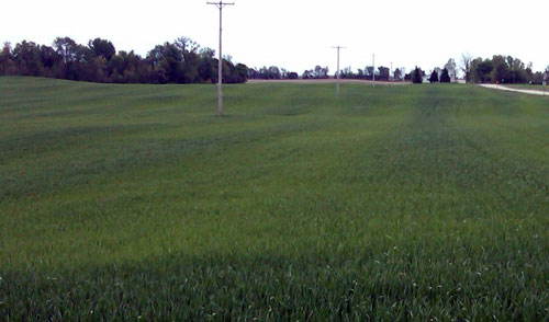 Streaks in wheat Streaks in wheat