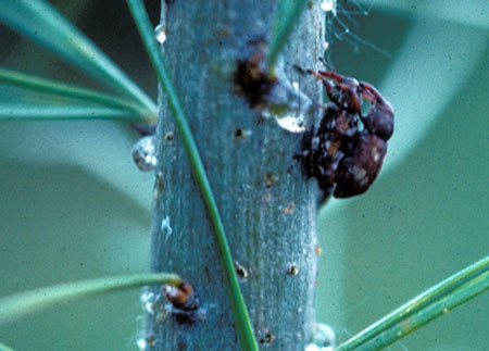 White pine weevil mating