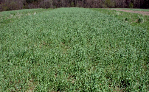 Cereal rye