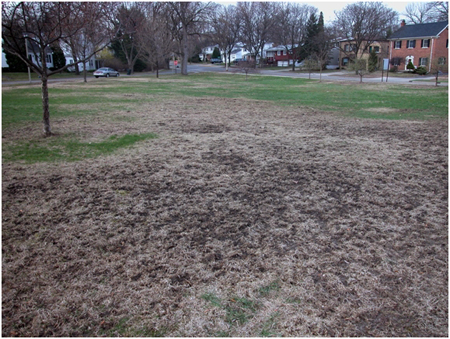 Euopean chafer damage.