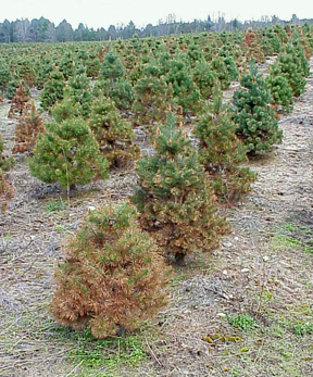Lophodermium needlecast on Scotch pine.