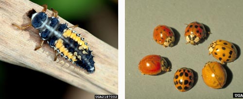 Asian lady beetle