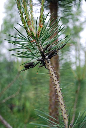 European pine sawfly feeding