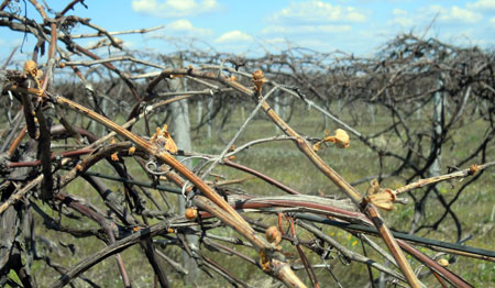 Concorn grapes