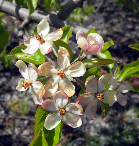 Jonathan apple