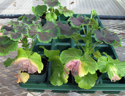 Xanthomonas on geranium