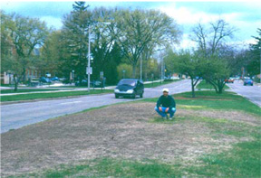 Grub damage on turfgrass