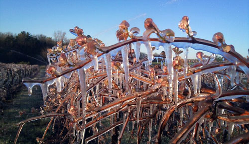 Concord vines Concord vines