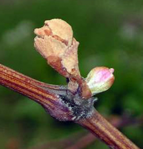 Primary bud in Concord Primary bud in Concord