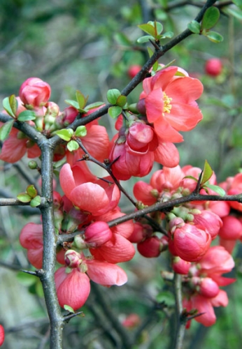 Flowering quince