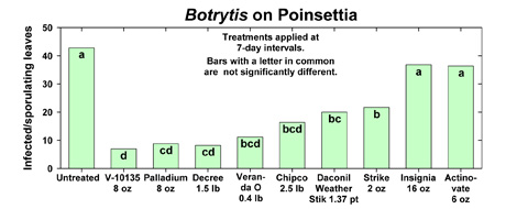 Botrytis on poinsettia