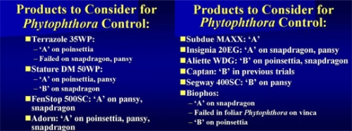 Phytophthora2