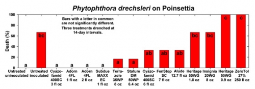 Phytophthora