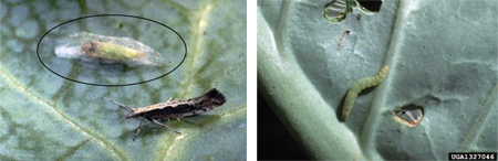 Diamondback Moth Diamondback Moth