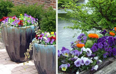 Colorful, cold tolerant pansies add a splash of personality to the early spring garden.