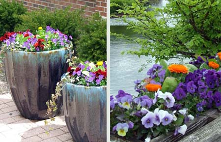 Colorful, cold tolerant pansies add a splash of personality to the early spring garden. Colorful, cold tolerant pansies add a splash of personality to the early spring garden.