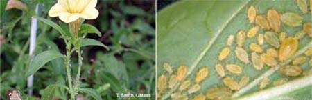 Left, aphids on Calibrachoa. Right, green peach aphid.