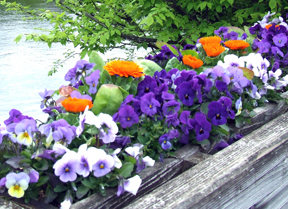 Pansies