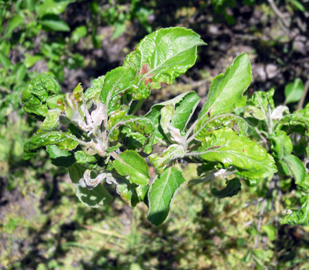 Apple leaves