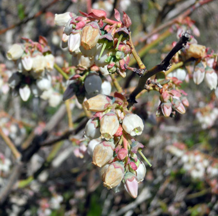 Brown blueberries