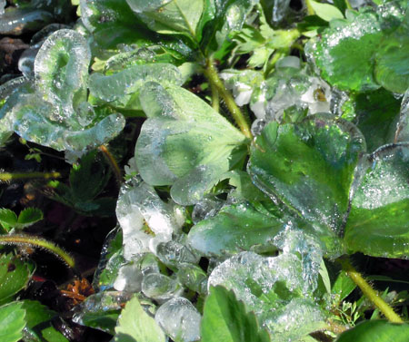 Ice on strawberries