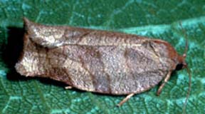 Moth wings are banded with tan to brown scales. Moths are about 18 mm long.