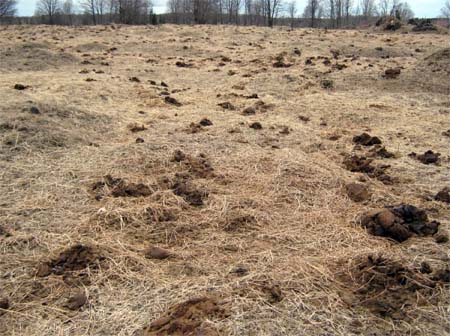 Winter beef cattle feeding site.