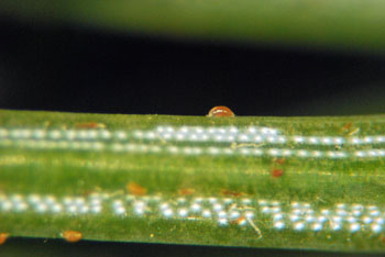 Eriophyid mite Eriophyid mite
