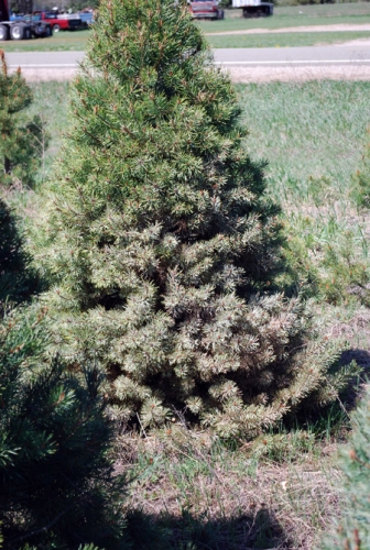 Pine needle scale Pine needle scale