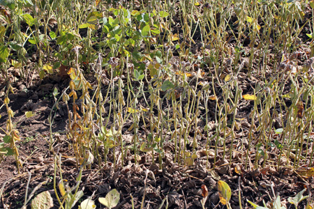 Second crop beans