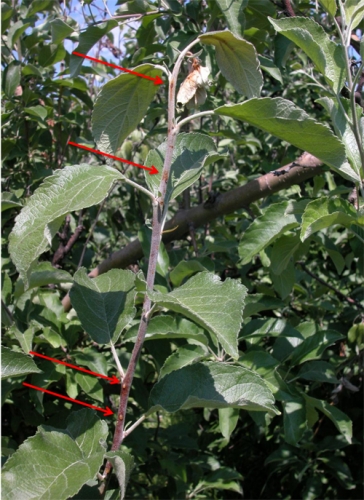 Early shoot blight symptoms