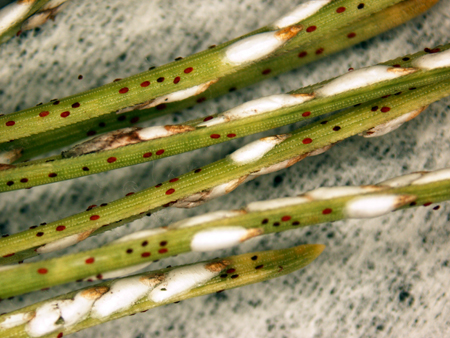 Close up of pine needle scale crawlers