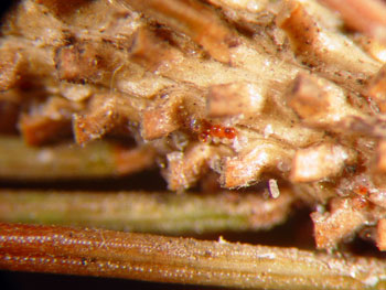 Spruce spider mite eggs