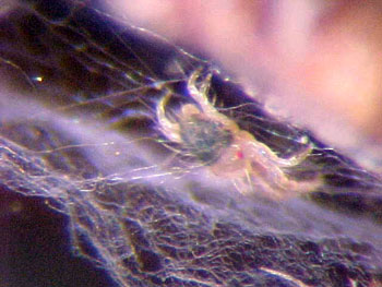 Spruce spider mite Spruce spider mite