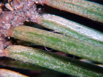 Spruce spider mite injury Spruce spider mite injury