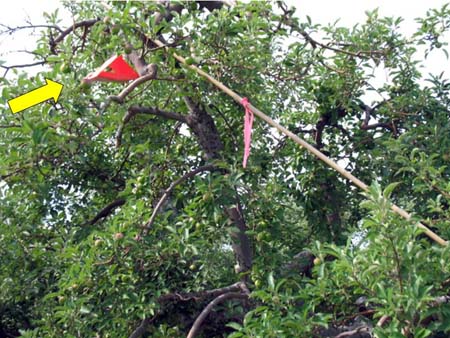 Homemade Fruit Moth Traps : r/BackyardOrchard