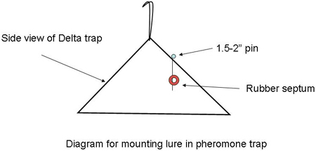 How to optimize placement of pheromone traps in your orchard - MSU