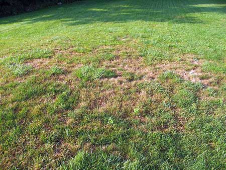 Grub damage Grub damage