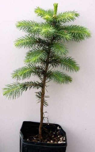 Healthy spruce seedling